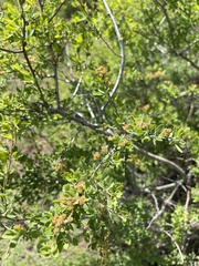 Spiraea aquilegifolia