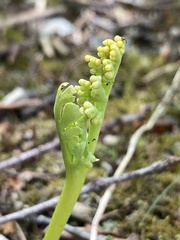 Botrychium campestre