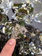 Chamberlainium tumidum