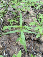 Melampyrum sylvaticum