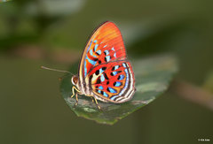 Paralaxita telesia