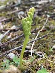 Botrychium campestre