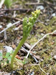 Botrychium campestre