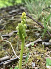 Botrychium campestre