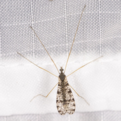 Limnophila fuscovaria