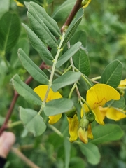 Colutea