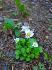Bellis perennis