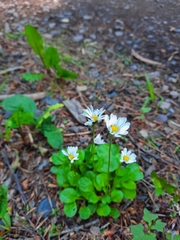 Bellis perennis
