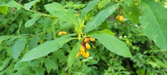 Oemleria cerasiformis