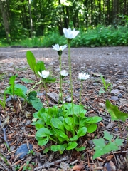 Bellis perennis