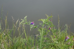 Vicia nervata