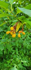 Oemleria cerasiformis