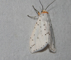 Alpenus