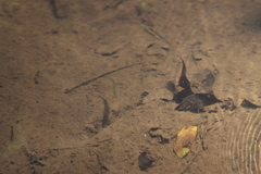 Pimephales notatus