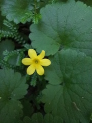 Sibthorpia peregrina