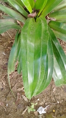 Pandanus dubius