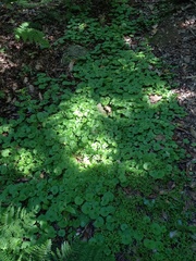 Sibthorpia peregrina