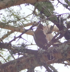 Melaniparus fringillinus