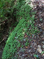 Sibthorpia peregrina