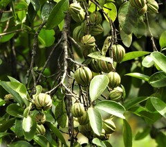 Garcinia gummi-gutta