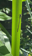 Ischnura elegans