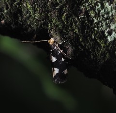 Triaxomera fulvimitrella