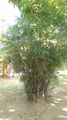 Chamaedorea seifrizii