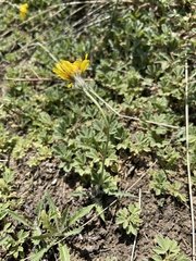 Crepis crocea
