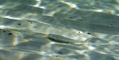 Platycephalidae
