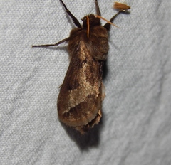 Eudalaca