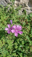 Malva sylvestris
