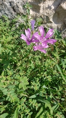 Malva sylvestris