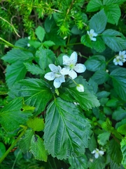 Rubus