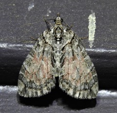 Hydriomena perfracta