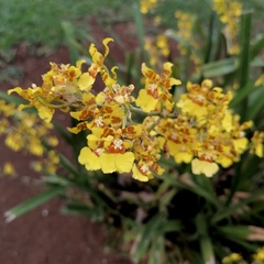 Oncidium sphacelatum