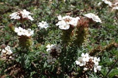 Junellia fasciculata