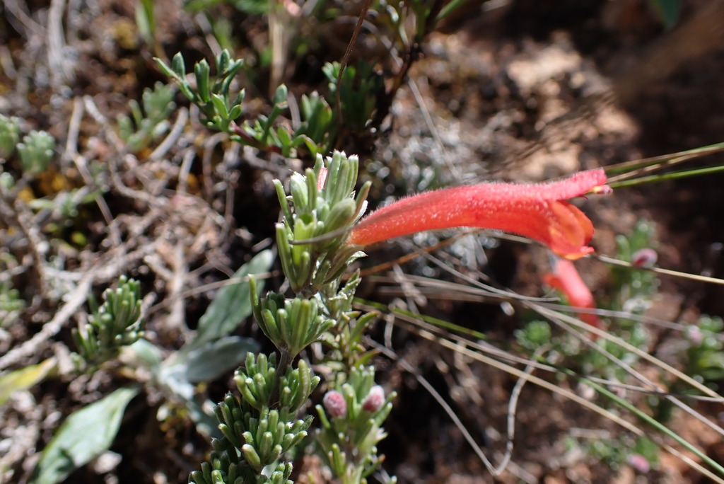 Clinopodium sericeum