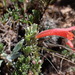 Clinopodium sericeum - Photo (c) danplant, alguns direitos reservados (CC BY-NC), enviado por danplant