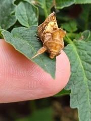 Chrysodeixis chalcites