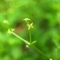 Galium circaezans
