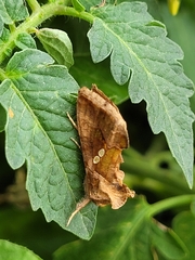Chrysodeixis chalcites
