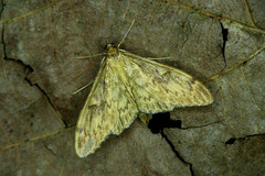 Anania lancealis