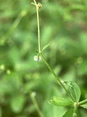 Galium circaezans