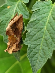 Chrysodeixis chalcites