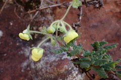 Calceolaria incarum incarum