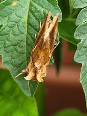Chrysodeixis chalcites