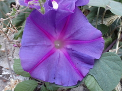 Ipomoea indica image