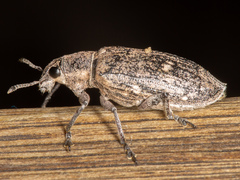 Polyclaeis longicornis