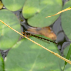 Pseudocopera rubripes