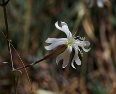 Silene swertiifolia